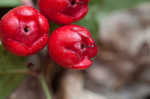 Eastern teaberry <BR>Wintergreen